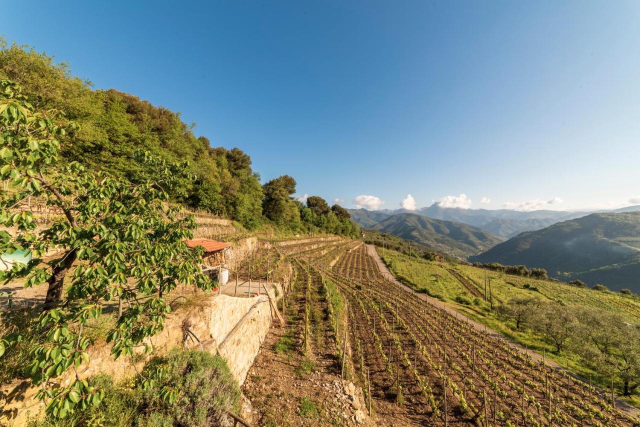 Casetta Mari Immersa In Un Vigneto Dolceacqua Exterior foto